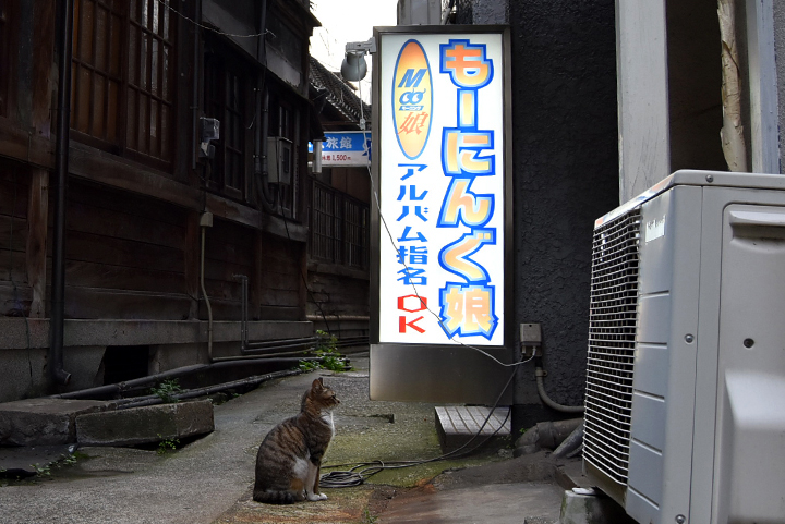 ネコサファリ
