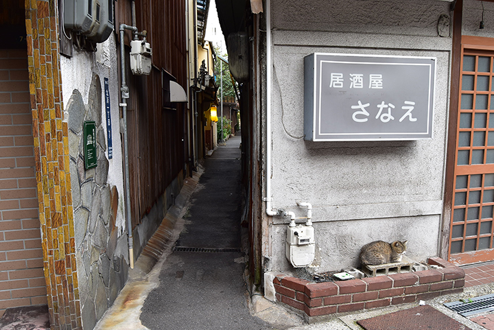 ネコサファリ
