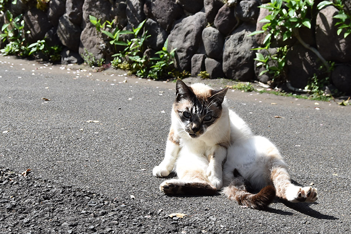 ネコサファリ