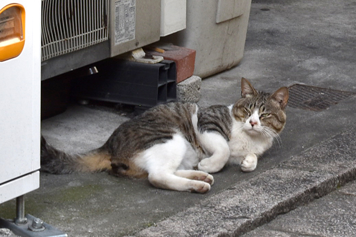 ネコサファリ