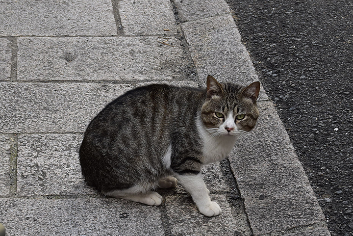 ネコサファリ