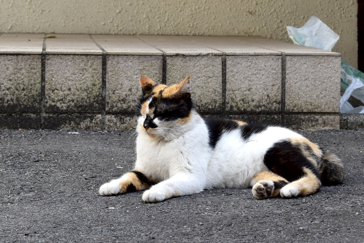 ネコサファリ