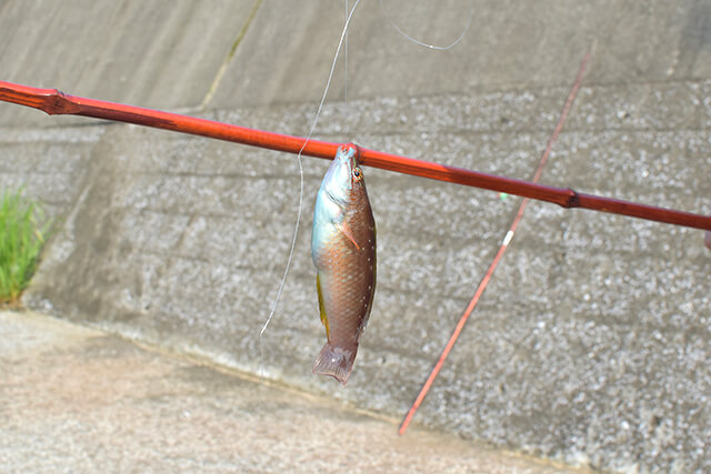 釣りはじめてみました。