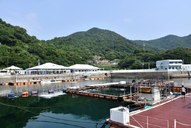 うみたま体験パーク つくみイルカ島