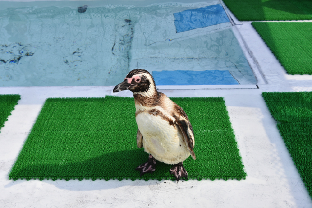 うみたま体験パーク つくみイルカ島 ペンギン