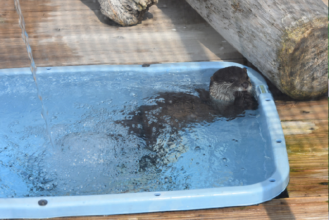うみたま体験パーク つくみイルカ島 カワウソ