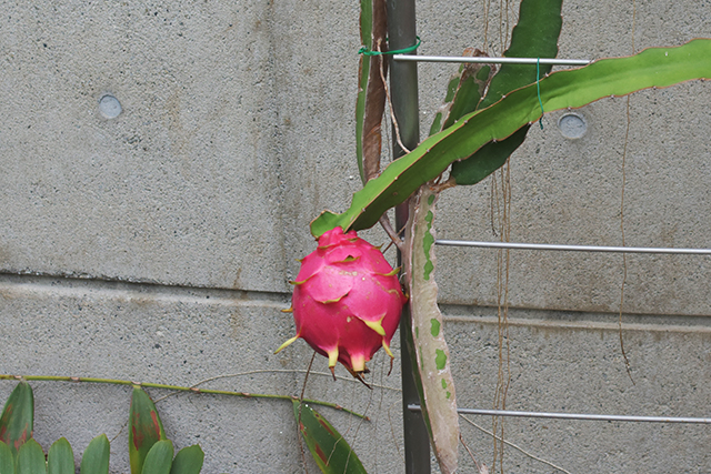 佐野植物公園　ドラゴンフルーツ