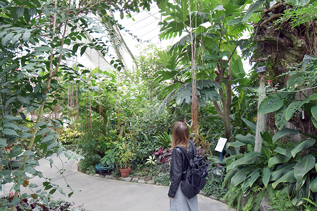 佐野植物公園　温室