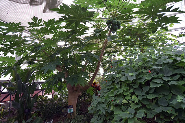 佐野植物公園　パパイヤ