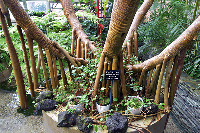 佐野植物公園　ビョウタコノキ
