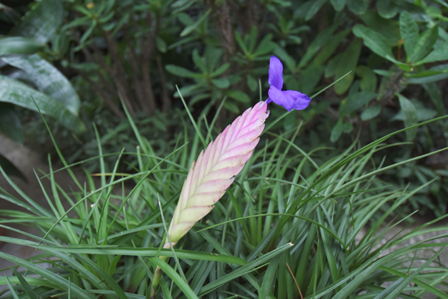 佐野植物公園　温室