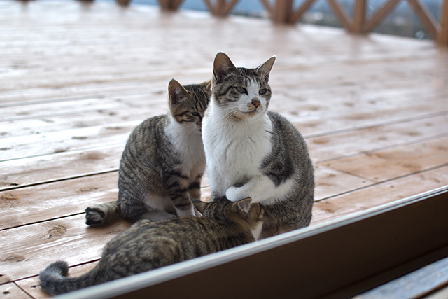 TAOの里の猫ちゃん