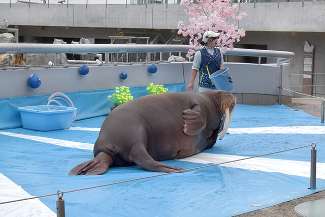 うみたまご セイウチ