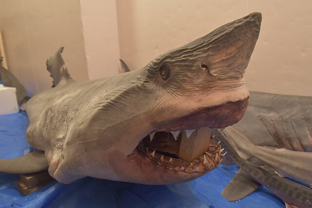 バックヤードツアー 凍ったさめ