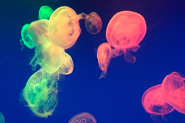 ワンダーゾーン