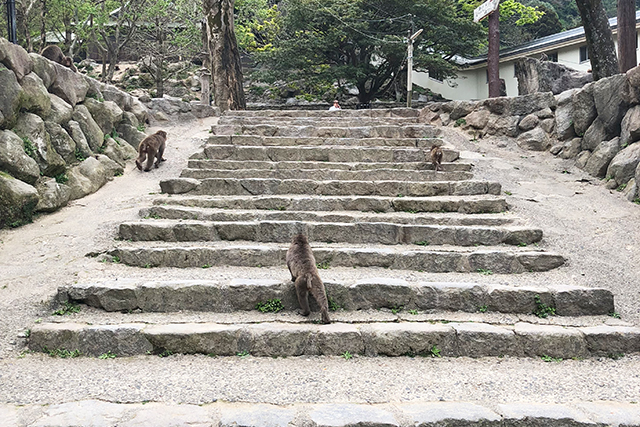 高崎山　入り口