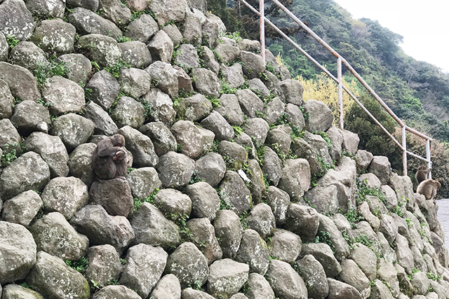 高崎山 猿