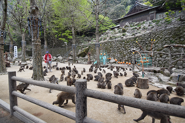 餌付けタイム