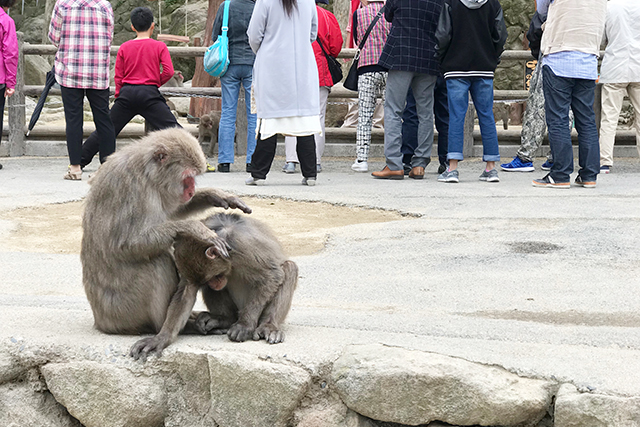 高崎山　毛づくろい