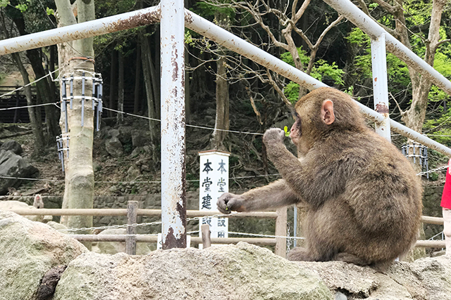 高崎山　子ザル