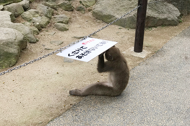 高崎山　子ザル