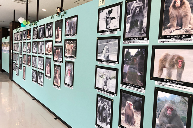 MONKEY　MUSEUM　おサル資料室