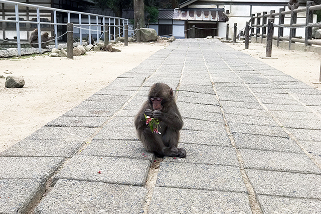 高崎山　子ザル