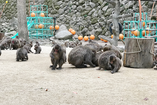 餌付けタイム