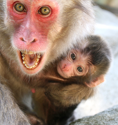 高崎山 ソダネちゃんとダンダン