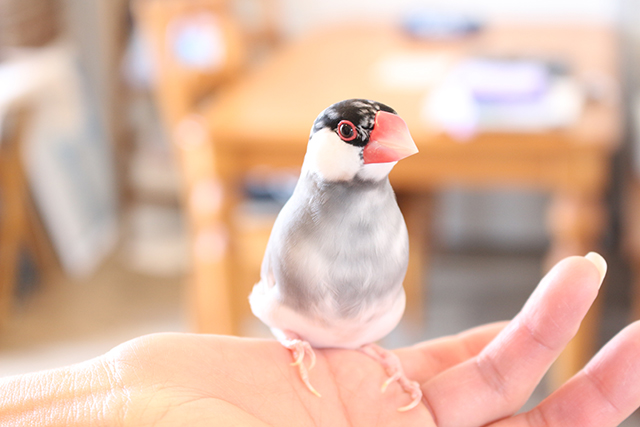 鳥カフェ、もう行った?!桜文鳥