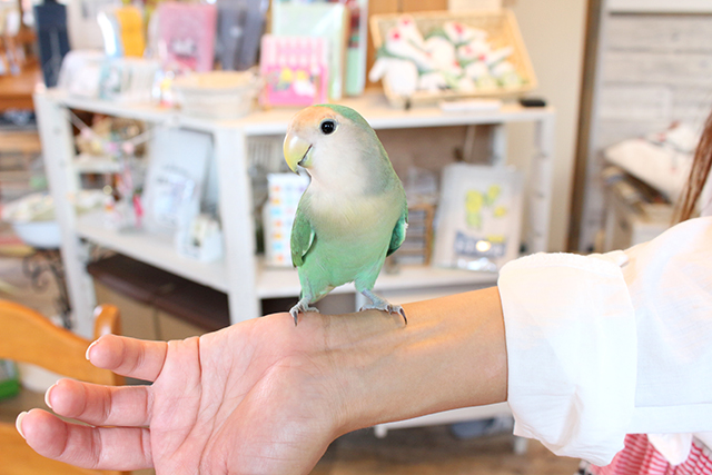 鳥カフェ、もう行った?!コザクラインコ