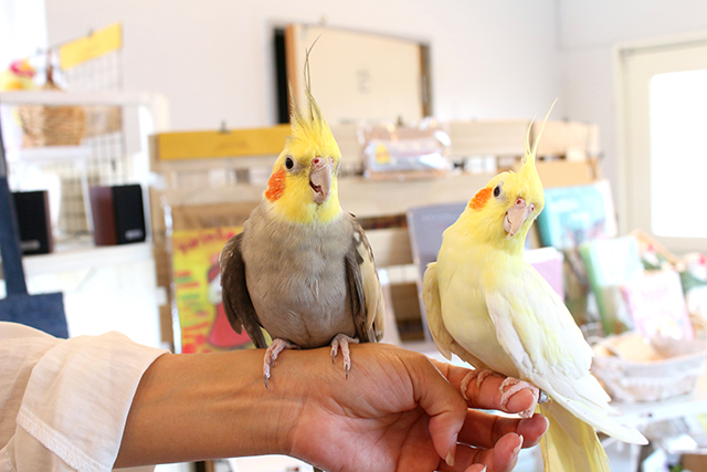 鳥カフェ、もう行った?!オカメインコ