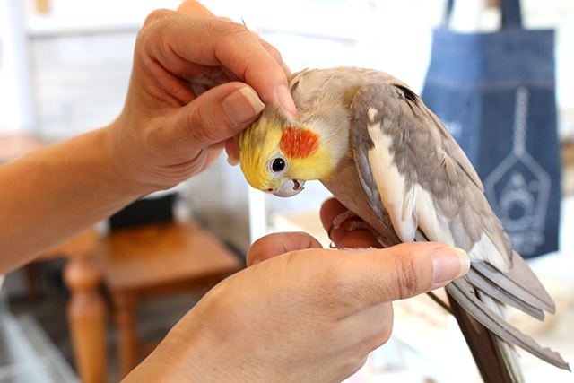 鳥カフェ、もう行った?! ことりと