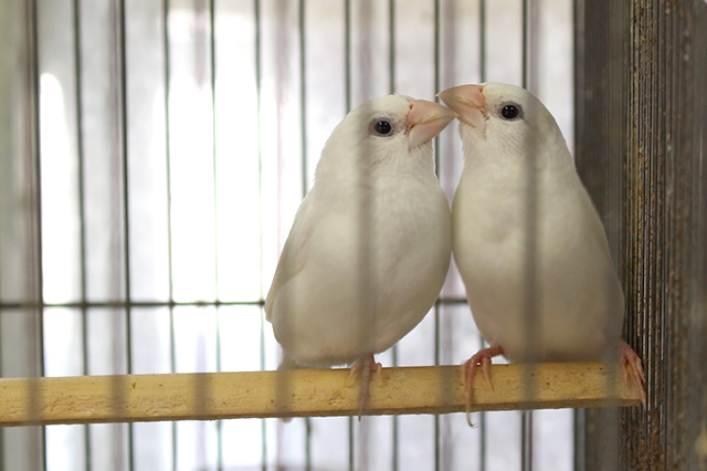 鳥カフェ、もう行った?!ふぁみりい