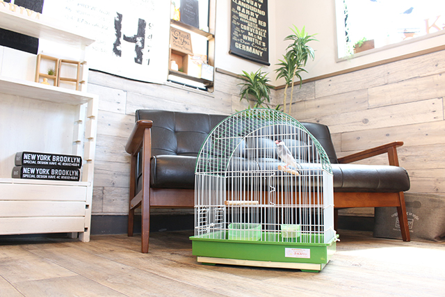 鳥カフェ、もう行った?!ふぁみりい