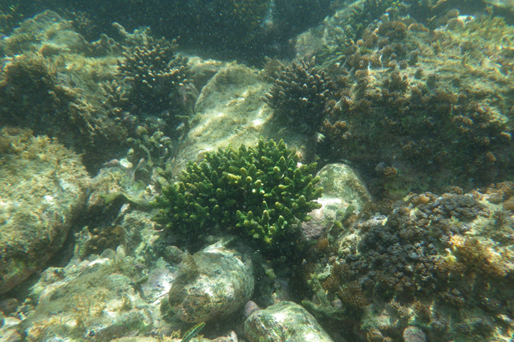 シュノーケリング