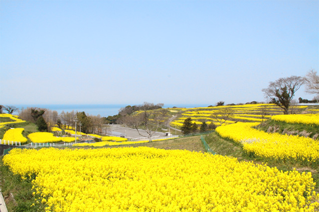 国東半島 長崎鼻