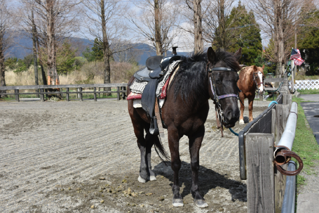 エル ランチョ グランデ 馬