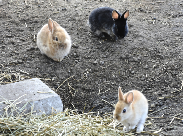 エル ランチョ グランデ うさぎ