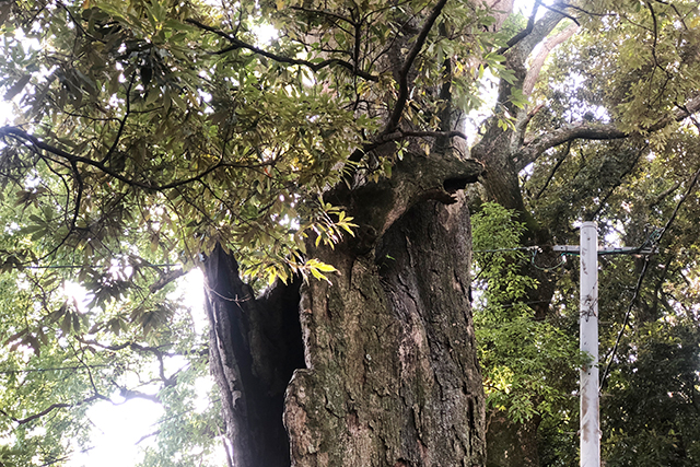 鬼滅の刃の聖地が別府に！-八幡竈門神社- 龍の木