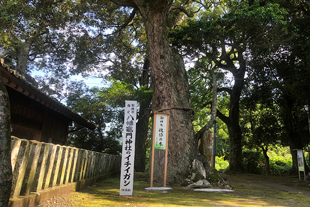 鬼滅の刃の聖地が別府に！-八幡竈門神社- 魂依の木