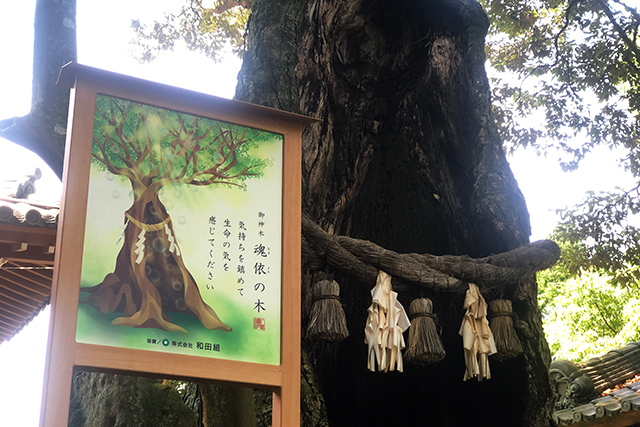 鬼滅の刃の聖地が別府に！-八幡竈門神社- 魂依の木