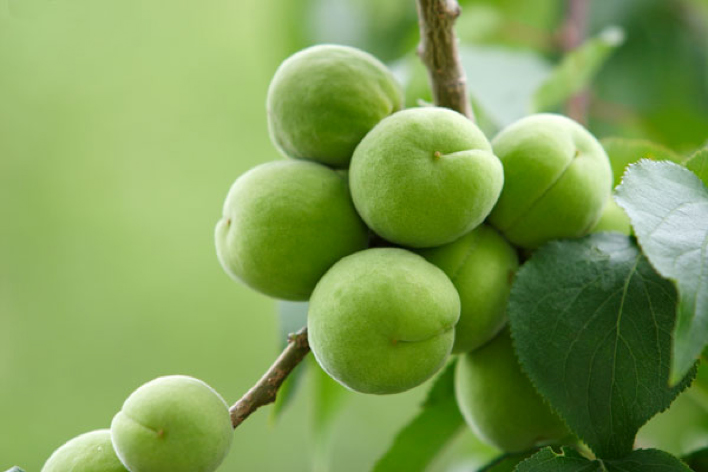 梅酒蔵おおやま