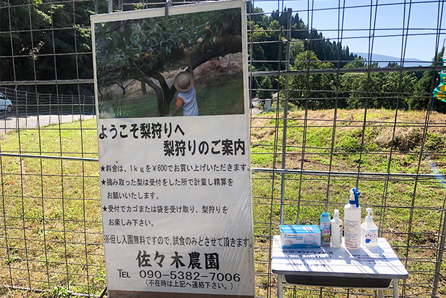 大分 梨狩り