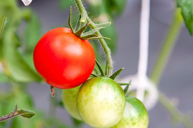 リモージュファーム Cafe Limoges