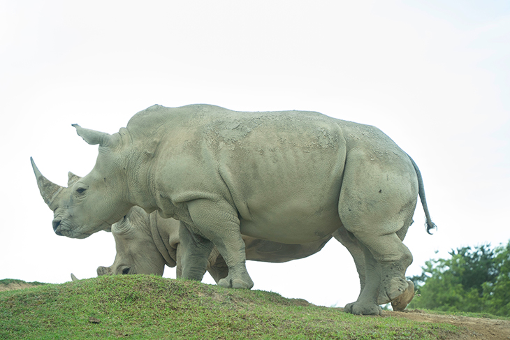 九州自然動物公園 アフリカンサファリ