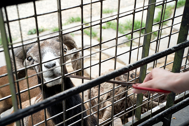 九州自然動物公園 アフリカンサファリ