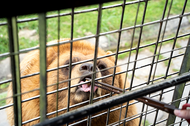 九州自然動物公園 アフリカンサファリ