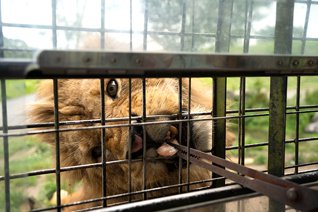 九州自然動物公園 アフリカンサファリ