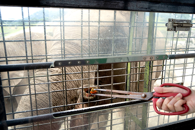 九州自然動物公園 アフリカンサファリ